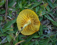 Marasmius rhyssophyllus
