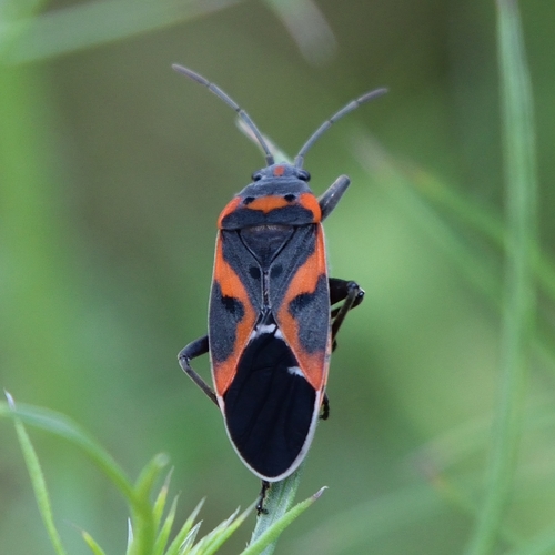 Small Milkweed Bug, photo 8 of 8
