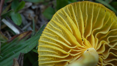 Marasmius rhyssophyllus