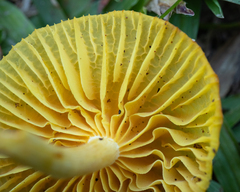 Marasmius rhyssophyllus