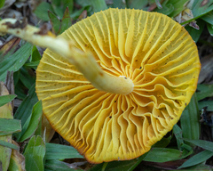 Marasmius rhyssophyllus