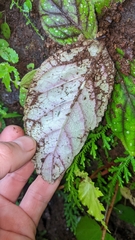 Gloxinia erinoides