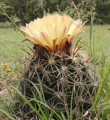 Coryphantha cornifera