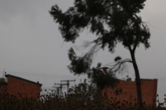 Gallinago nobilis