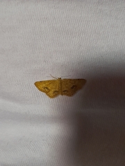 Idaea belemiata