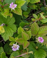 Rubus × paracaulis