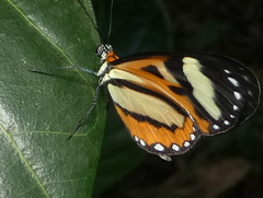 Hypothyris euclea laphria