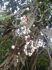 Tournefortia scabrida