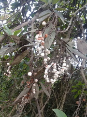 Tournefortia scabrida