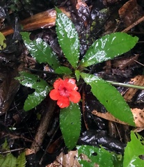 Nautilocalyx erytranthus