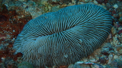 Pleuractis paumotensis