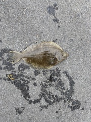 Lepidopsetta bilineata
