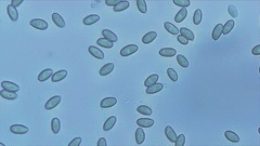Macrocystidia