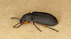 Haplandrus fulvipes