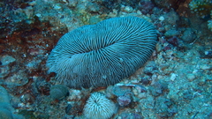 Pleuractis paumotensis