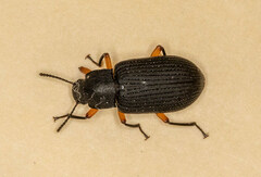 Haplandrus fulvipes