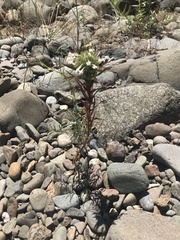 Collomia grandiflora
