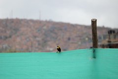 Chrysomus icterocephalus