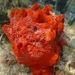 Fire Sponge - Photo (c) Luke Foster, some rights reserved (CC BY-NC), uploaded by Luke Foster