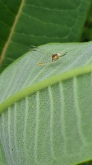 Maccaffertium modestum