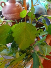 Porophyllum ruderale macrocephalum