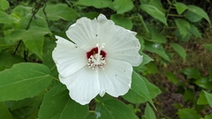 Hibiscus lasiocarpos