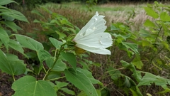 Hibiscus lasiocarpos