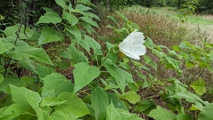 Hibiscus lasiocarpos