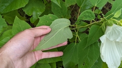 Hibiscus lasiocarpos