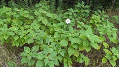 Hibiscus lasiocarpos