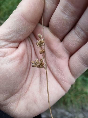 Juncus distegus (Juncus distegus)