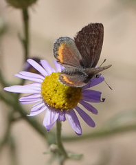 Euphilotes bernardino