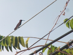 Anthracothorax mango