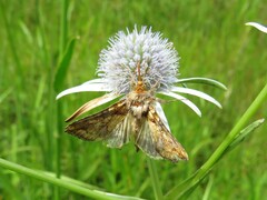 Argyrogramma verruca