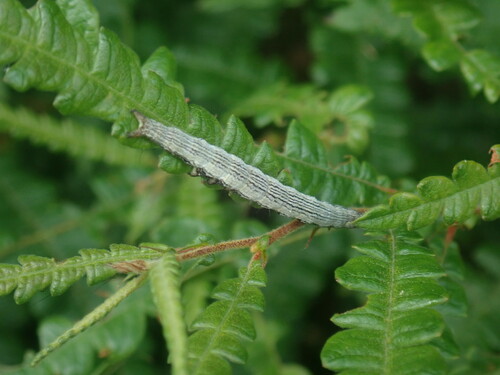 Sweetfern Underwing Moth photo 6