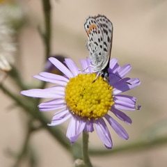Euphilotes bernardino