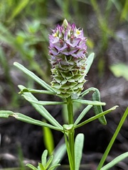 Polygala cruciata
