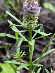 Polygala cruciata