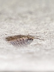 Oniscus asellus