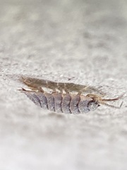 Oniscus asellus