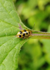 Alagoasa tridecimmaculata