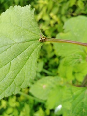 Alagoasa tridecimmaculata