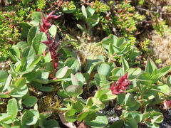 Salix stolonifera