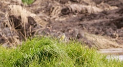 Tyrannus melancholicus