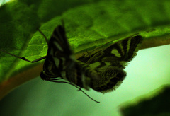 Neocataclysta magnificalis
