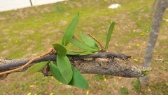 Dendrophthoe pentandra