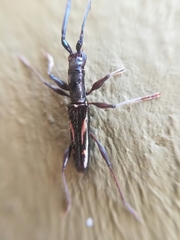 Neocompsa exclamationis