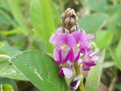Grona heterocarpos