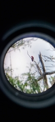Eclectus roratus macgillivrayi