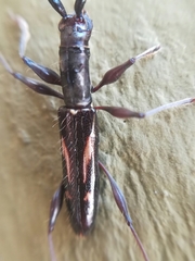 Neocompsa exclamationis
